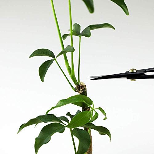 Wazakura Traditional Bonsai Scissors 7in, Carbon Steel Pruning Shears