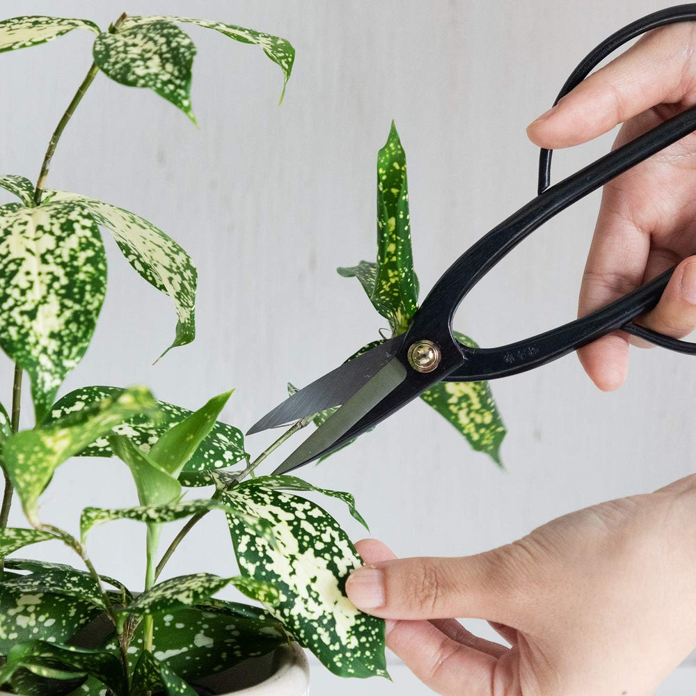 Wazakura Ashinaga Bonsai Pruning Scissors 8inch (200mm) MADE IN JAPAN, Long H...