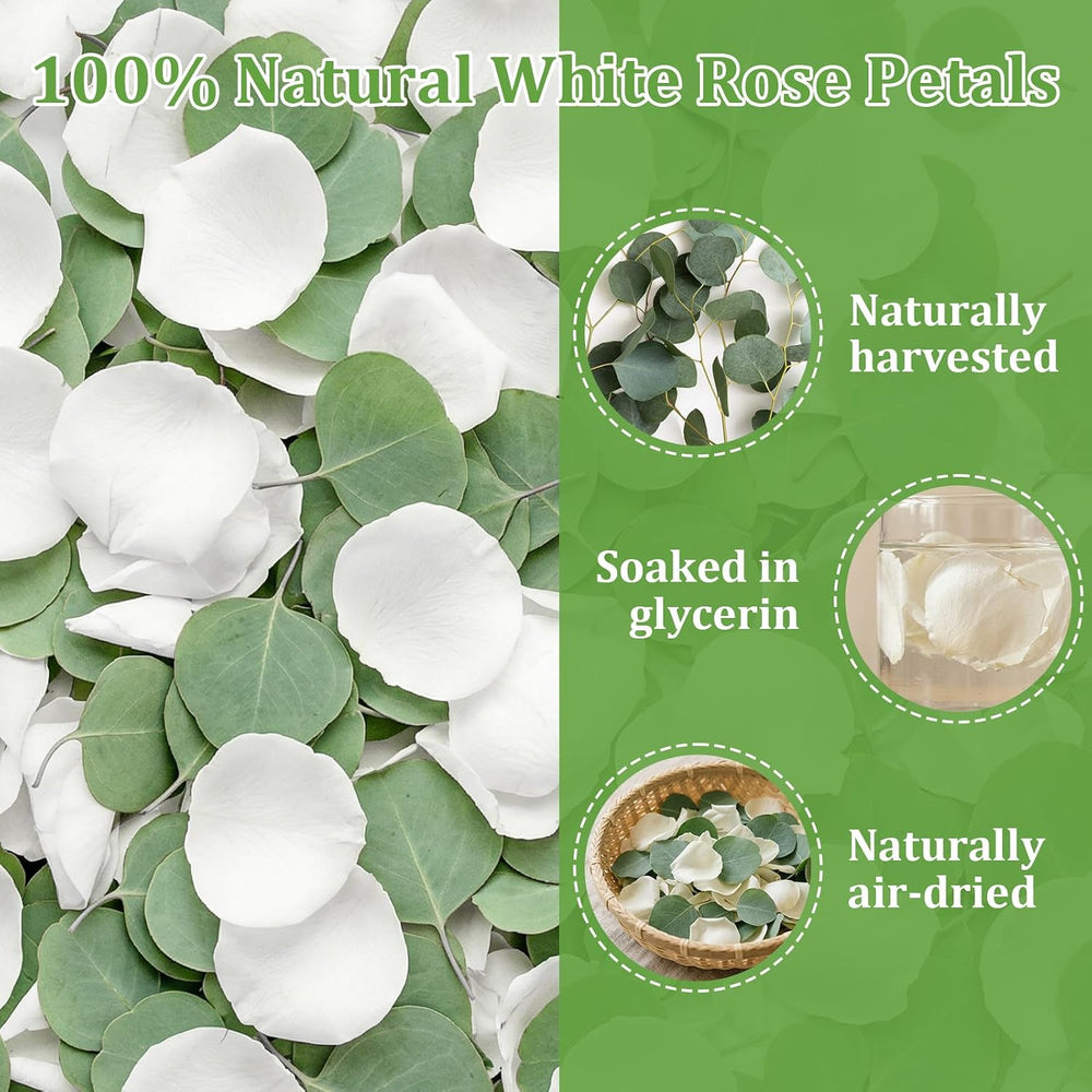 500+PCS Real White Rose Petals & Eucalyptus Leaves Flower Petals