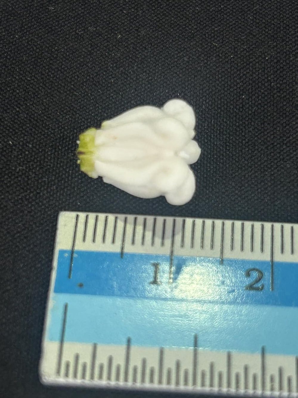 100 PCS Small Calotropis Gigantea Crown Flower Clay Beads (01) for Jewelry Ma...