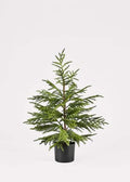 Afloral Artificial Norfolk Pine Tree - 36"