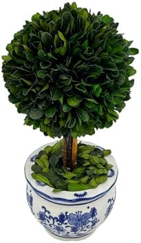 Galt International Naturally Preserved Boxwood Ball Topiary Tree in Round Hand Painted Blue & White Ceramic Pot Planter - European Rococo Home Decor Classic Chinoiserie Small 11" Tall Topiary