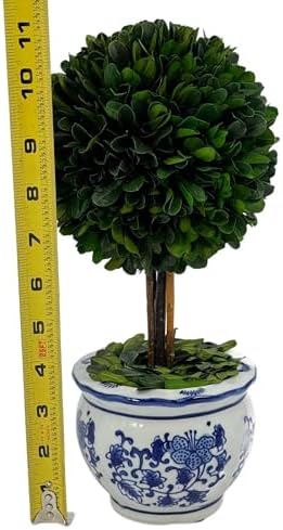 Galt International Naturally Preserved Boxwood Ball Topiary Tree in Round Hand Painted Blue & White Ceramic Pot Planter - European Rococo Home Decor Classic Chinoiserie Small 11" Tall Topiary