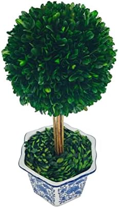 Galt International Naturally Preserved Boxwood Ball Topiary Tree in Hand Painted Blue & White Ceramic Pot Planter - European Rococo Home Decor Classic Chinoiserie - 8" Diameter Topiary 19" Tall