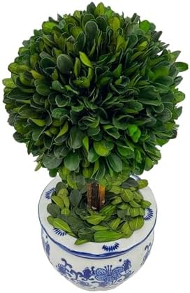 Galt International Naturally Preserved Boxwood Ball Topiary Tree in Round Hand Painted Blue & White Ceramic Pot Planter - European Rococo Home Decor Classic Chinoiserie Small 11" Tall Topiary