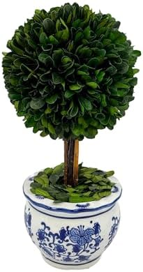 Galt International Naturally Preserved Boxwood Ball Topiary Tree in Round Hand Painted Blue & White Ceramic Pot Planter - European Rococo Home Decor Classic Chinoiserie Small 11" Tall Topiary