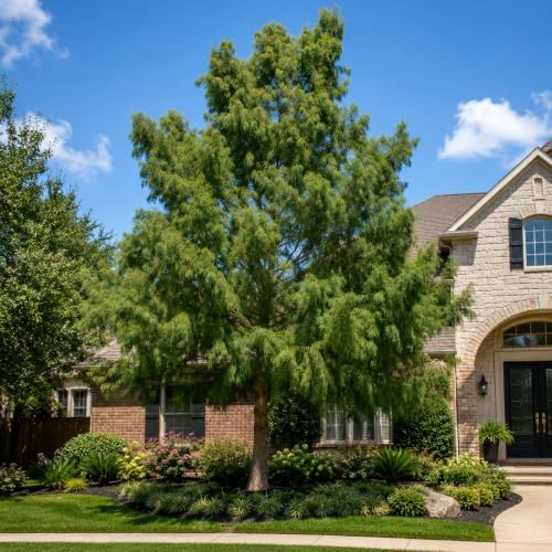 Bald Cypress | 3 Live Trees | Taxodium Distichum | Fast Growing Shade Tree Wet Tolerant