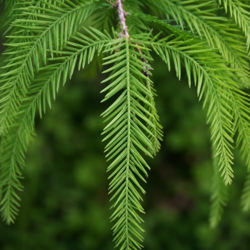 Bald Cypress | 3 Live Trees | Taxodium Distichum | Fast Growing Shade Tree Wet Tolerant
