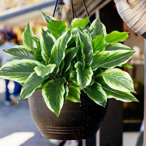 6PCS Artificial Hosta Plants Outdoor, Fake Hostas for Planters