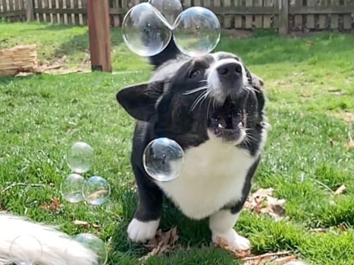 bubbletastic bacon bubble machine for dogs - with, package contents