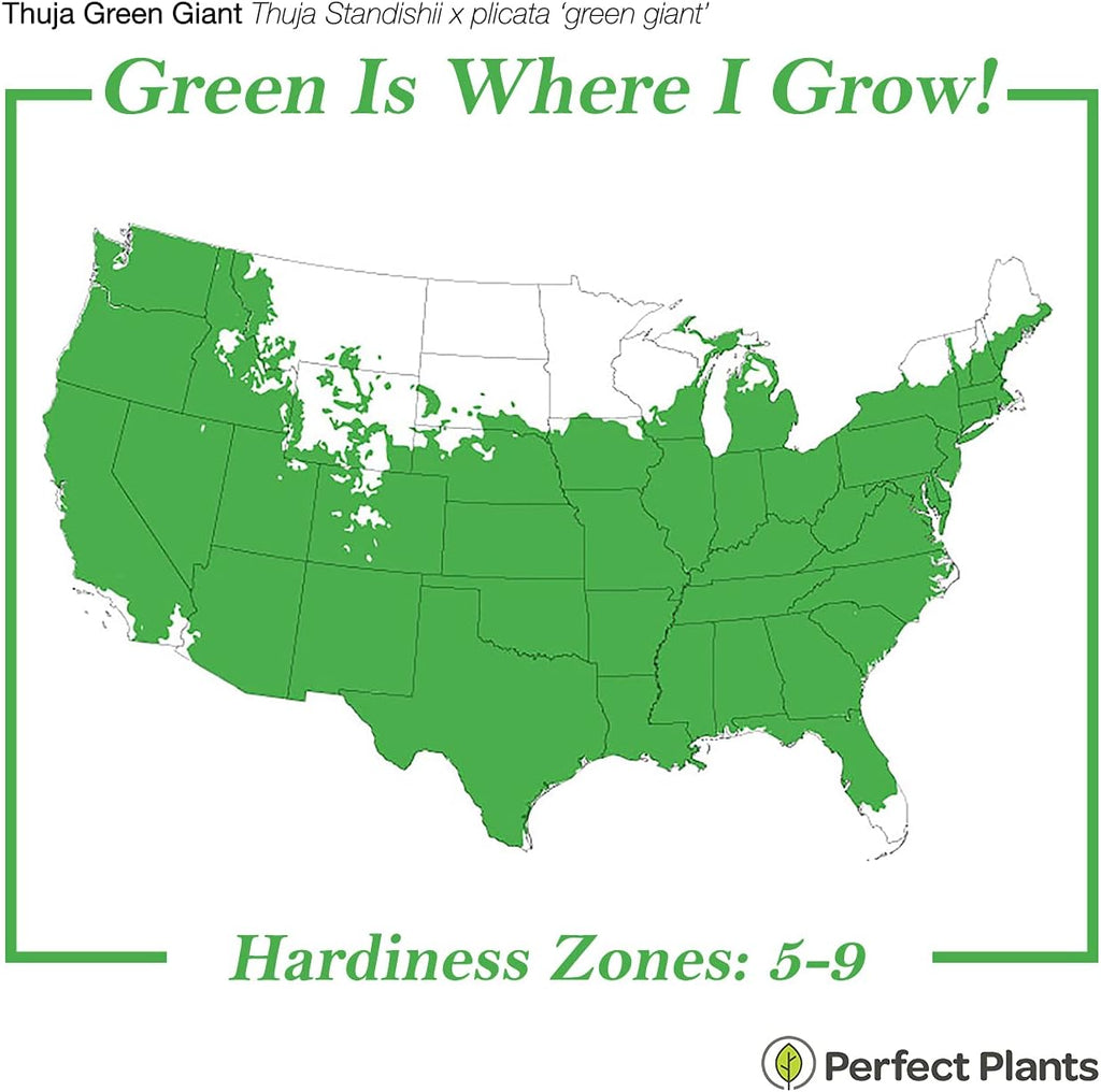 perfect plants thuja green giant arborvitae, 3 gallon, side view