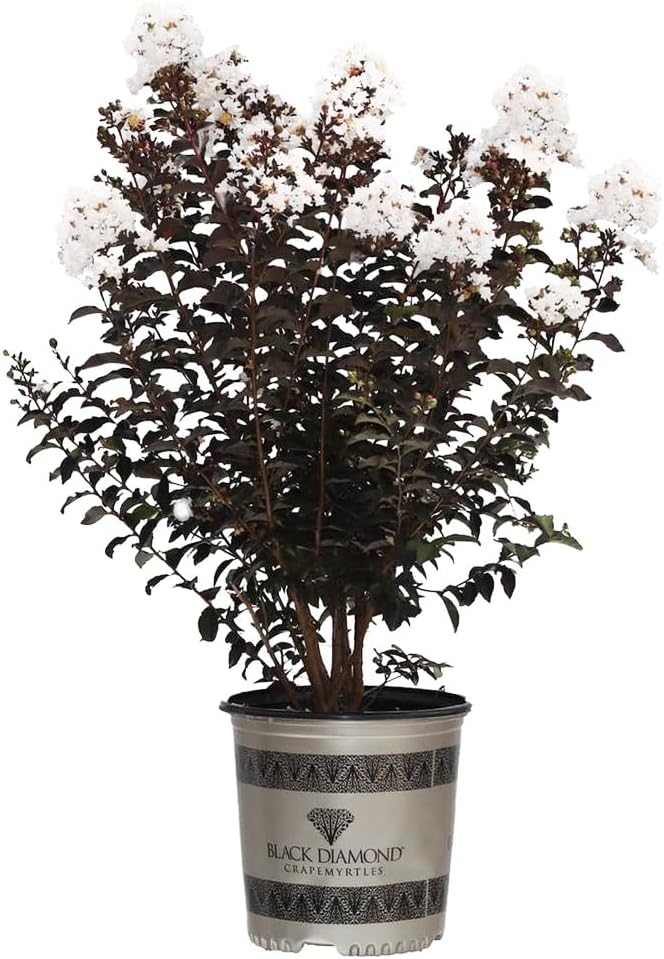 Black Diamond Crape Myrtle Tree (Crystalline White, 3 gal.) (Due to Agricultural Laws, we Cannot Ship to CA, AZ, AK, or HI)