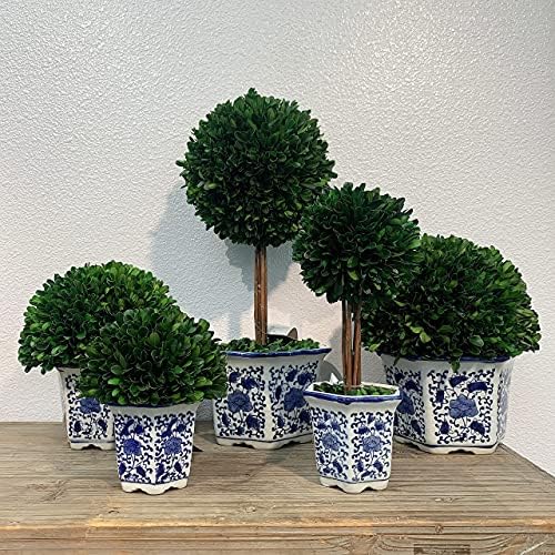 Galt International Naturally Preserved Boxwood Ball Topiary Tree in Hand Painted Blue & White Ceramic Pot Planter - European Rococo Home Decor Classic Chinoiserie - 8" Diameter Topiary 19" Tall