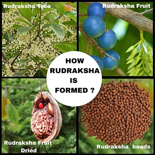 NAISHA 1001 Pcs Natural Rudraksha Beads, 8mm Loose Mala Jewelry Making