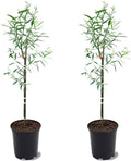 Weeping Willow Tree, 2-3 ft Height, 1 gal Pot, 2 Trees