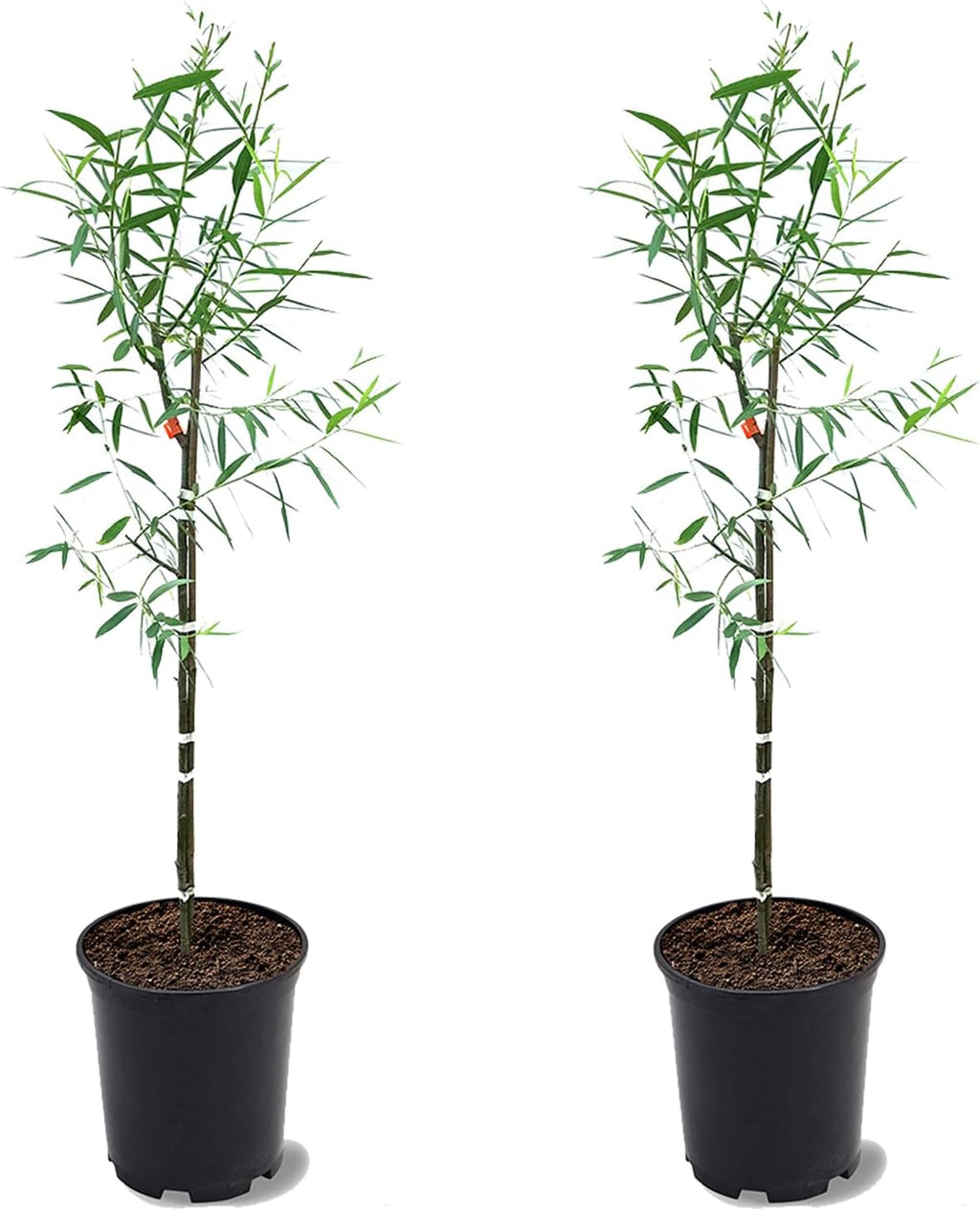 weeping willow tree, 2-3 ft height, 1 gal shown in use