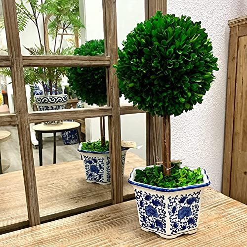 Galt International Naturally Preserved Boxwood Ball Topiary Tree in Hand Painted Blue & White Ceramic Pot Planter - European Rococo Home Decor Classic Chinoiserie - 8" Diameter Topiary 19" Tall