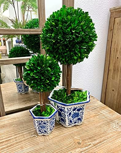 Galt International Naturally Preserved Boxwood Ball Topiary Tree in Hand Painted Blue & White Ceramic Pot Planter - European Rococo Home Decor Classic Chinoiserie - 8" Diameter Topiary 19" Tall
