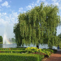 Brighter Blooms Weeping Willow Tree, 4-5 ft.
