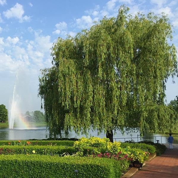 Brighter Blooms Weeping Willow Tree, 4-5 ft.