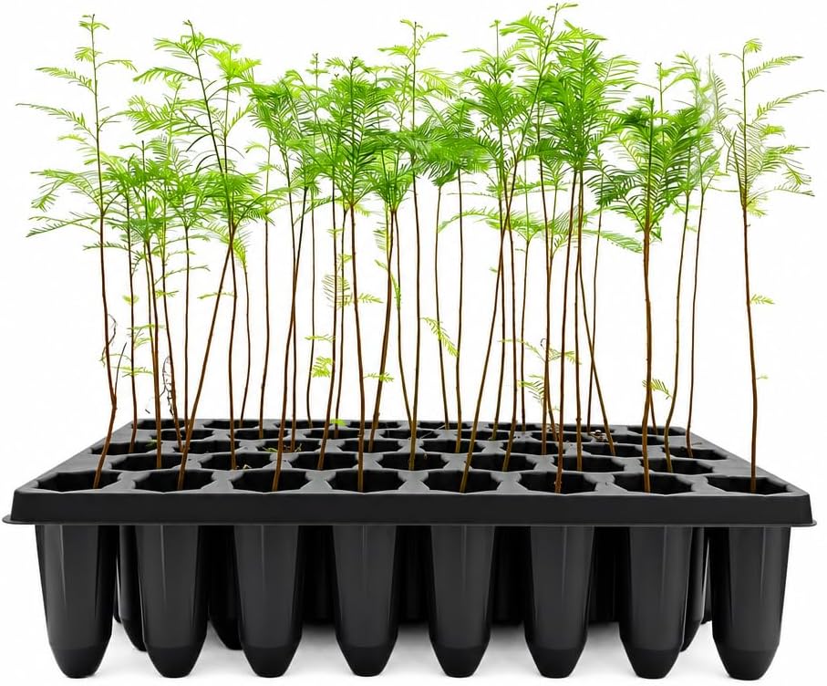 Bald Cypress | 3 Live Trees | Taxodium Distichum | Fast Growing Shade Tree Wet Tolerant