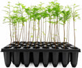 Bald Cypress | 3 Live Trees | Taxodium Distichum | Fast Growing Shade Tree Wet Tolerant