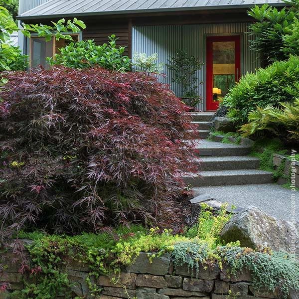 Brighter Blooms Tamukeyama Japanese Maple Tree, 2-3 ft.