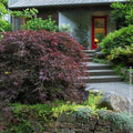 Brighter Blooms Tamukeyama Japanese Maple Tree, 2-3 ft.