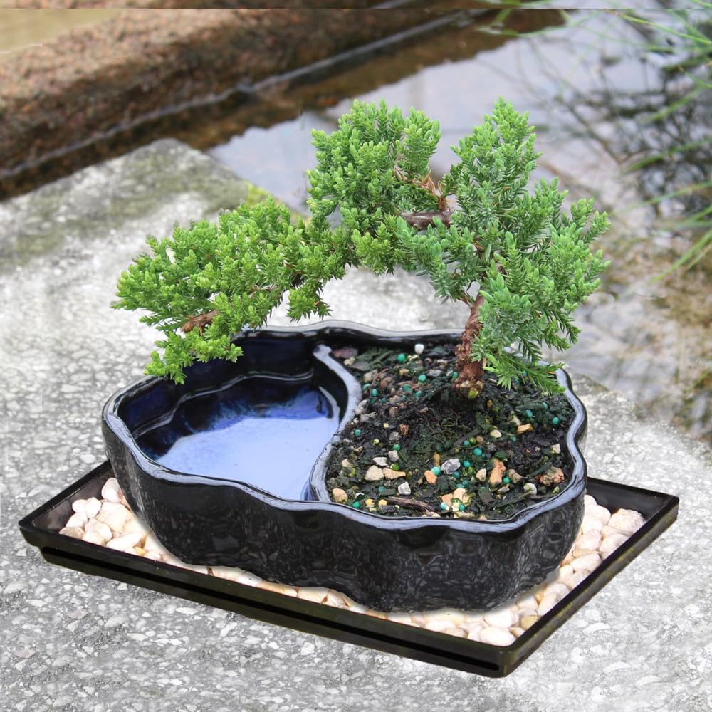 brussel's bonsai - small juniper live bonsai tree, side view