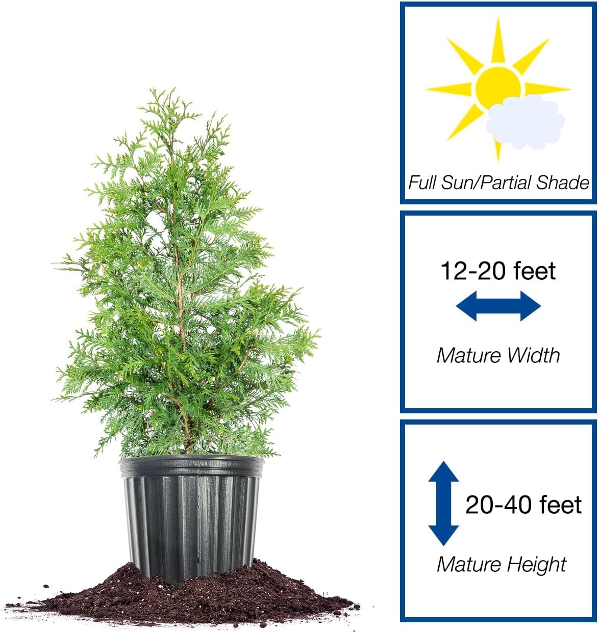 perfect plants thuja green giant arborvitae, 3 gallon, close-up detail
