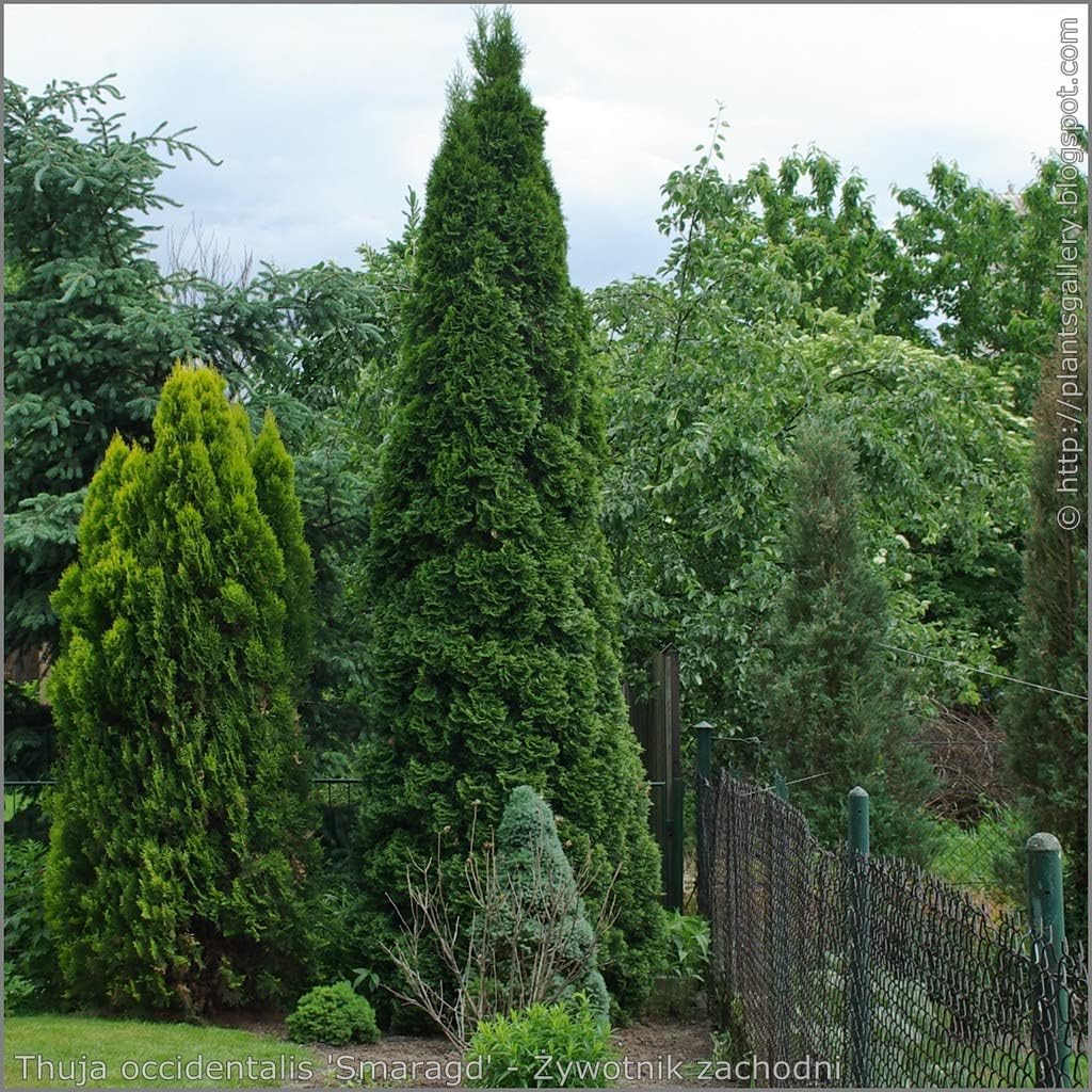10 thuja green giant arborvitae 7-10 inches tall showing dimensions