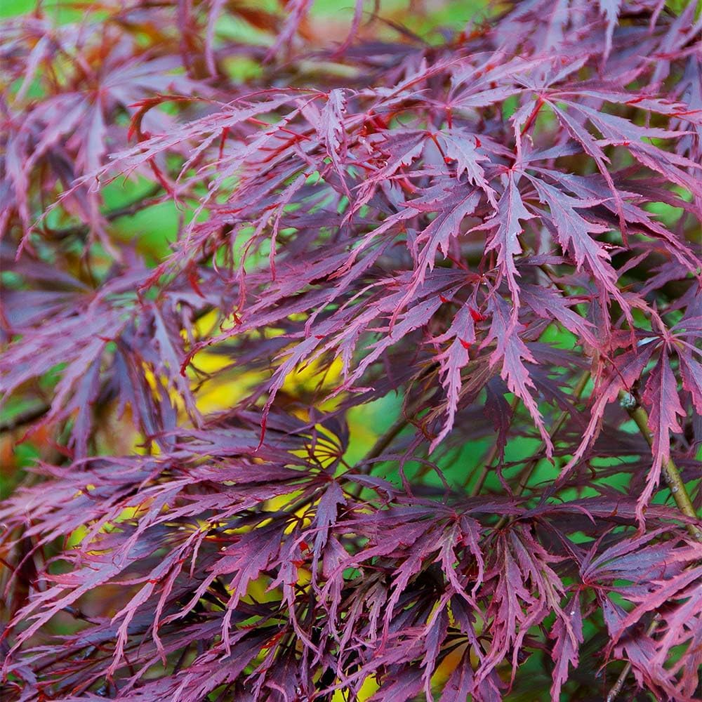 brighter blooms tamukeyama japanese maple tree, 2-3 ft., side view