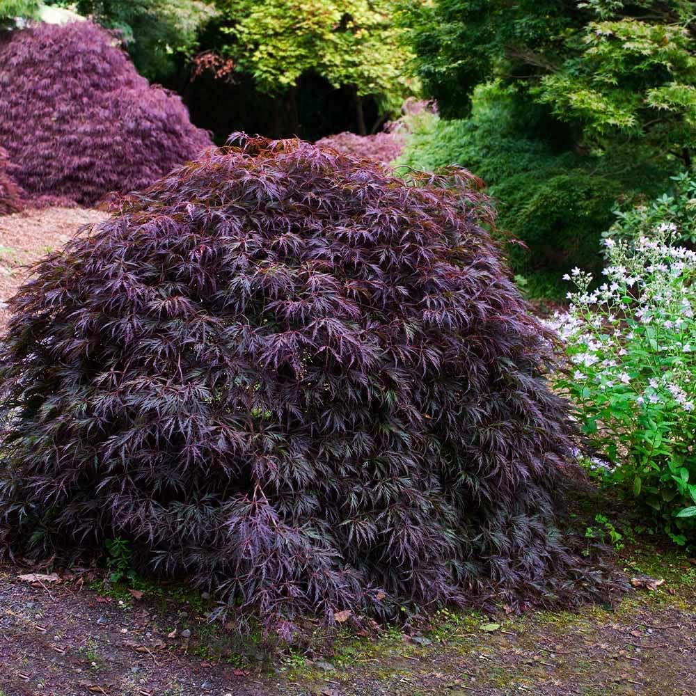 brighter blooms tamukeyama japanese maple tree, 2-3 ft., close-up detail