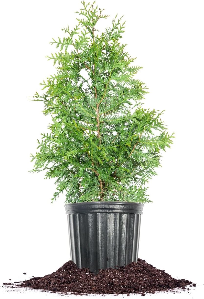 Perfect Plants Thuja Green Giant Arborvitae, 3 Gallon, Privacy Trees