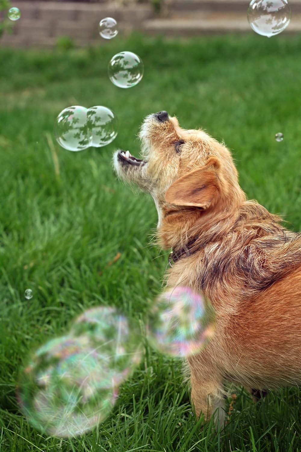 bubbletastic bacon bubble machine for dogs - with, view 9