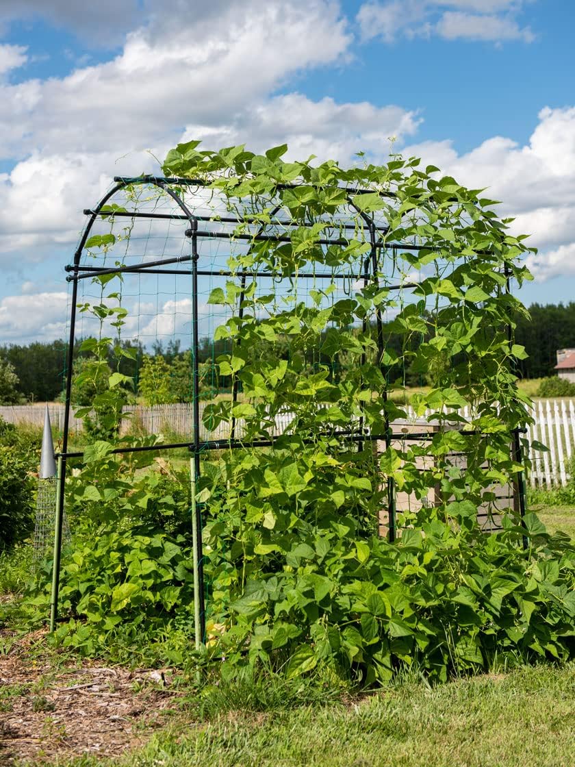 Gardener’s Supply Company Extra Tall Garden Arch Arbor | 80 Inch Tall Titan S...