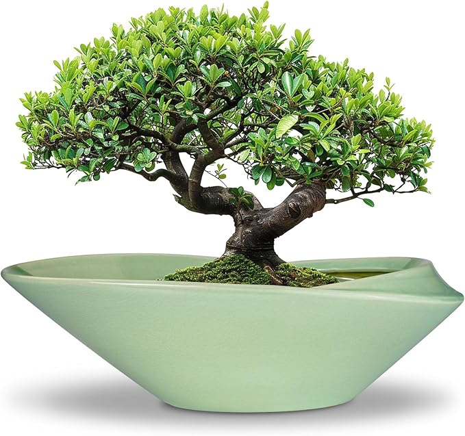 Ceramic Bonsai Pot - 18 Inch Planter with Drainage Hole Large Modern Bonsai Planter Decorative Succulent Flower Plant Pot for Indoor Plants Outdoor Green
