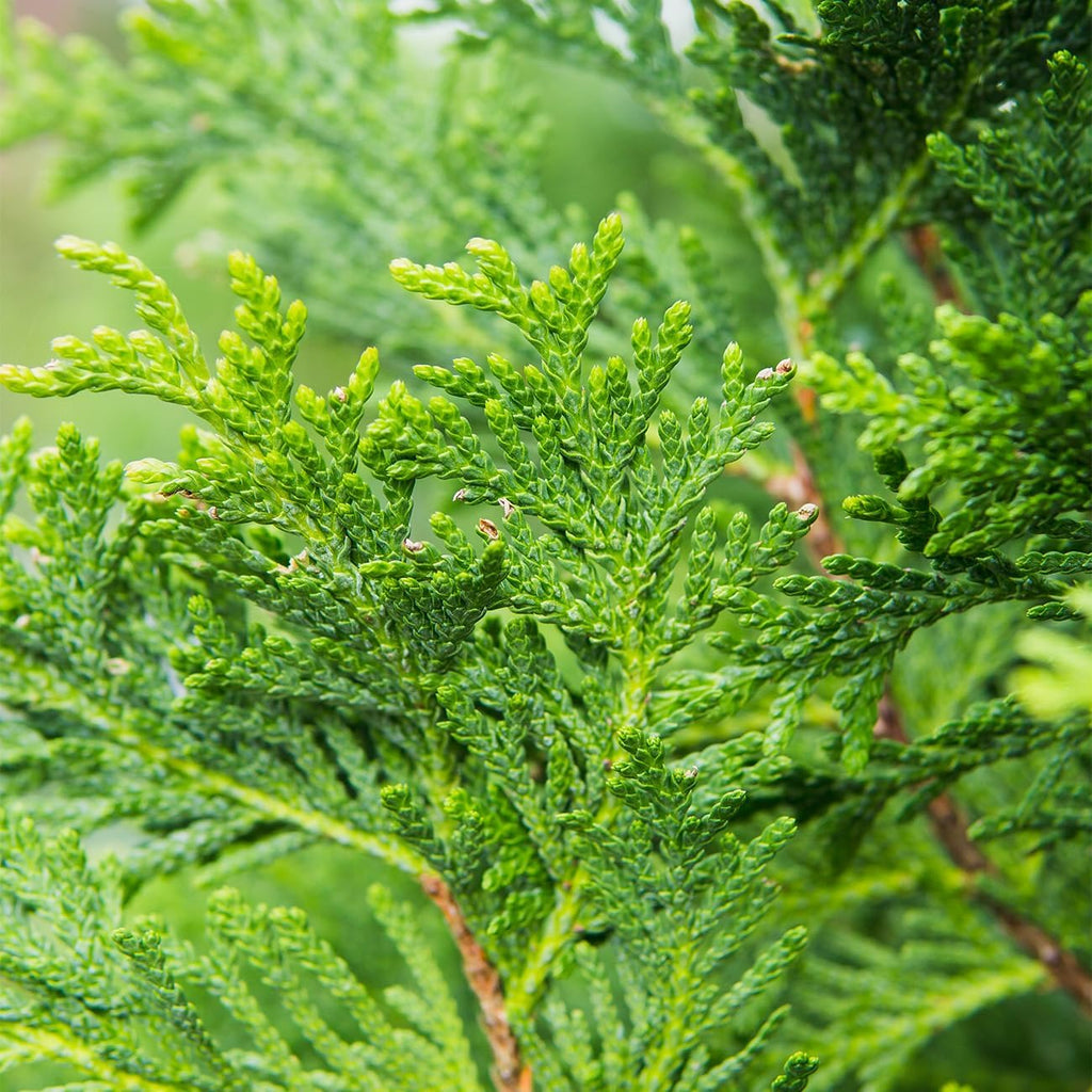 perfect plants thuja green giant arborvitae, 3 gallon, package contents