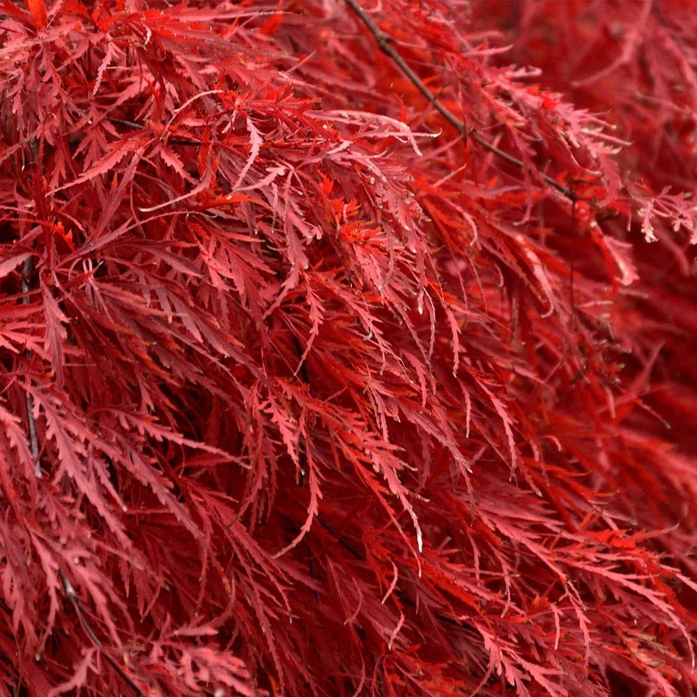 brighter blooms tamukeyama japanese maple tree, 2-3 ft. shown in use