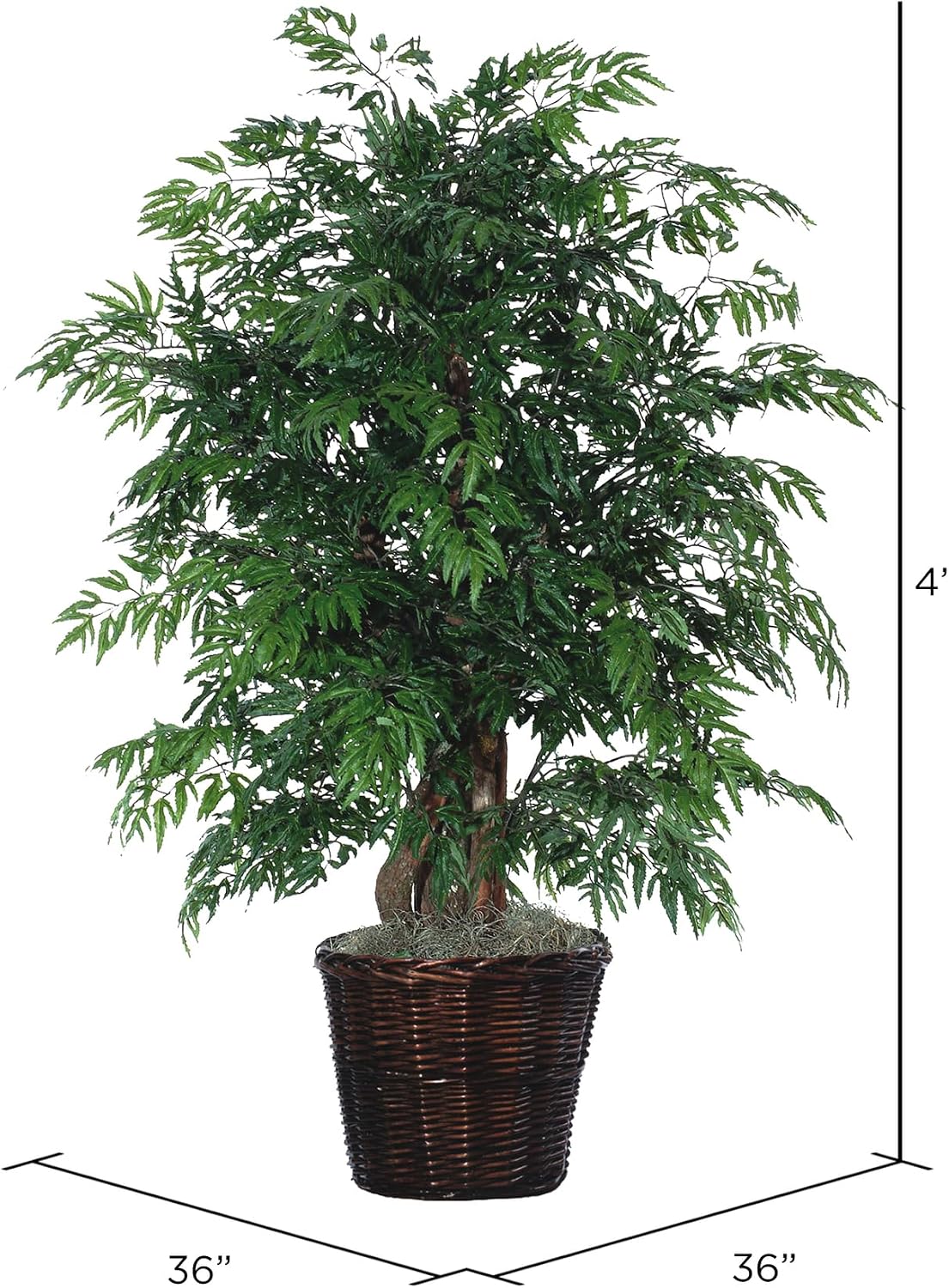 vickerman 4' artificial ming aralia extra full set, side view
