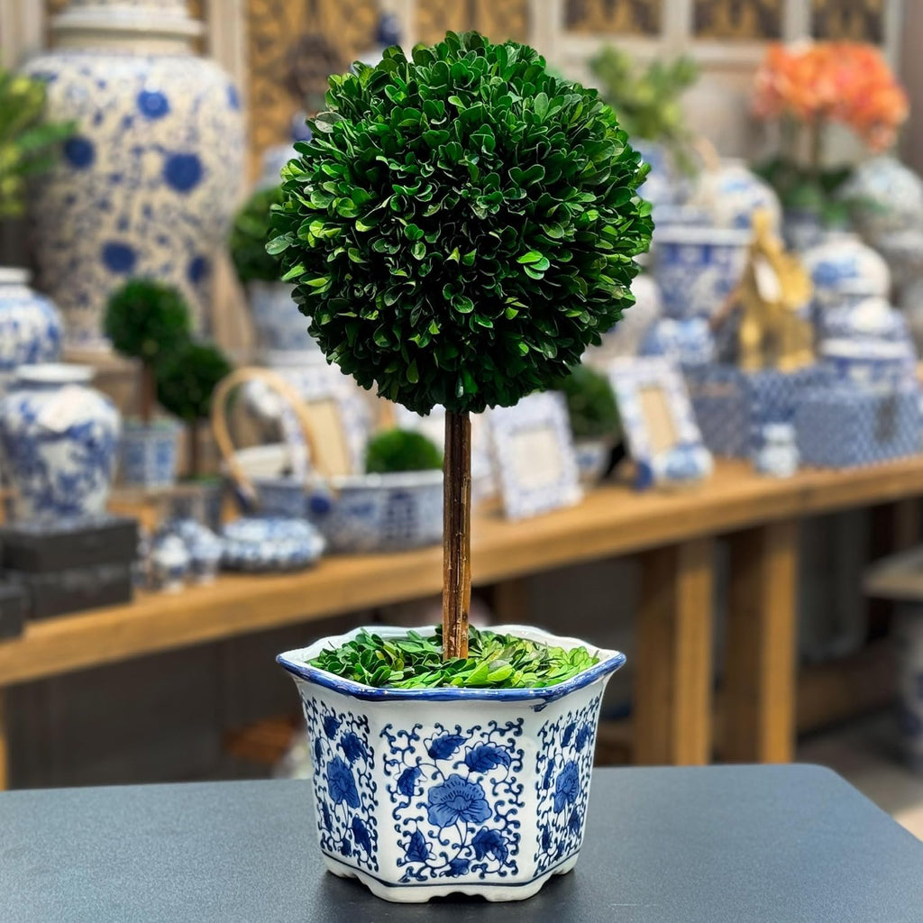 Galt International Naturally Preserved Boxwood Ball Topiary Tree in Hand Painted Blue & White Ceramic Pot Planter - European Rococo Home Decor Classic Chinoiserie - 8" Diameter Topiary 19" Tall