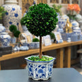Galt International Naturally Preserved Boxwood Ball Topiary Tree in Hand Painted Blue & White Ceramic Pot Planter - European Rococo Home Decor Classic Chinoiserie - 8" Diameter Topiary 19" Tall
