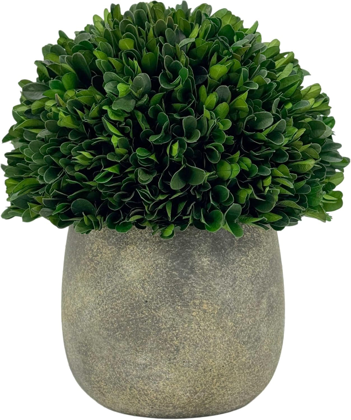 Galt International Preserved Natural Boxwood Ball in Grey Cement-Look Resin Pot Plant and Table Centerpiece Stunning Greenery and Plant Decor for Home - Grey & White Pot 9.5” Tall