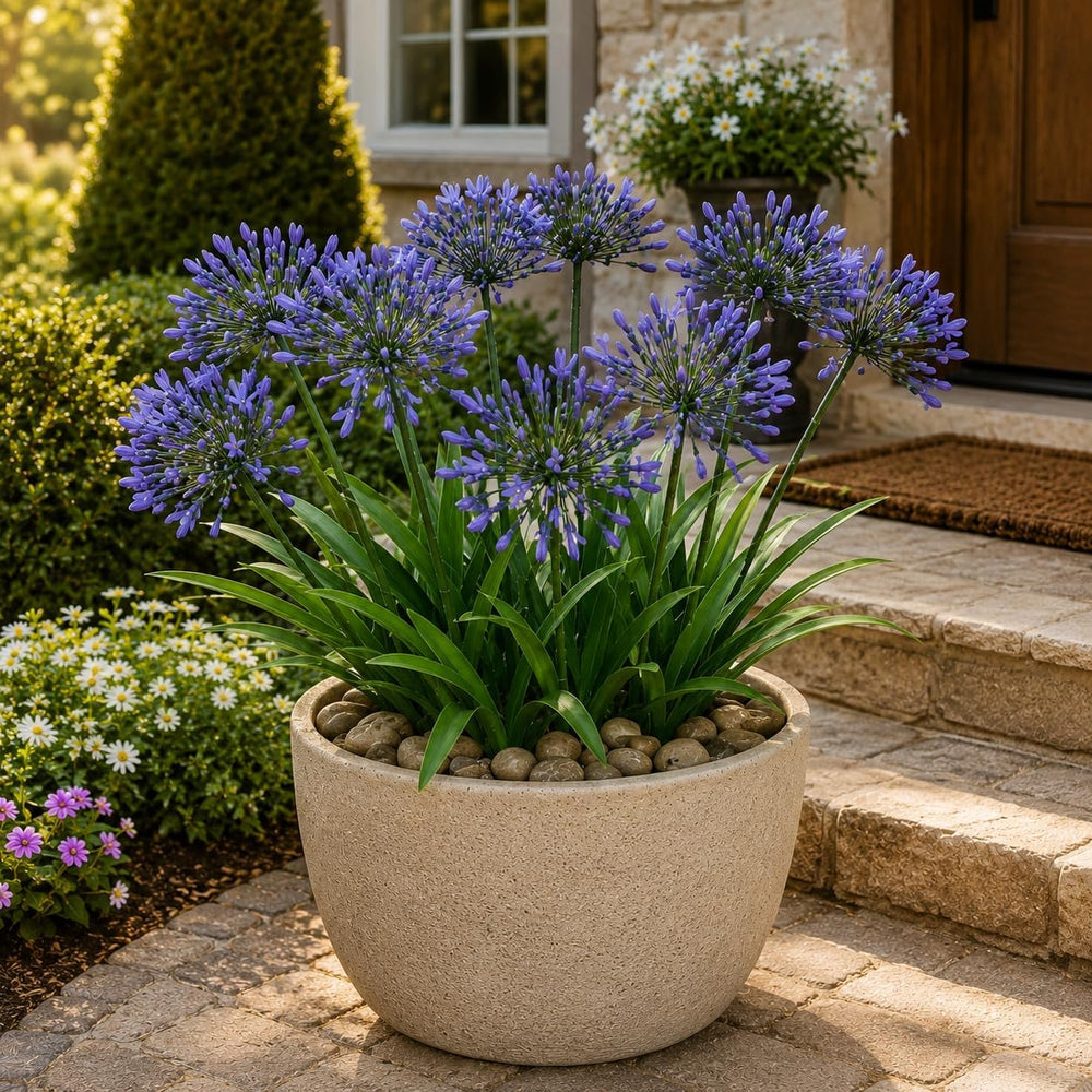 Artificial Agapanthus Flowers - 18.6" Tall 16 Bundles Plant