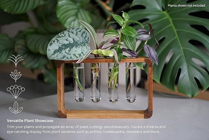 Source & Plot - Plant Propagation Station - Acacia Wood Stand 4 Glass Test Tube Hydroponic Tabletop Rooting Terrarium Planter Rack Home and Office Decor - Last Batch