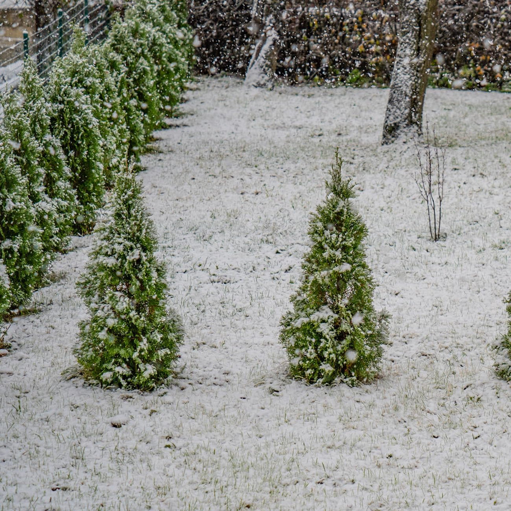 perfect plants thuja green giant arborvitae, 3 gallon, front angle view