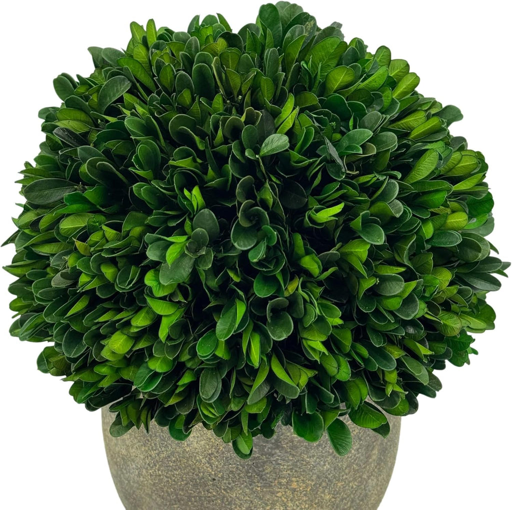 Galt International Preserved Natural Boxwood Ball in Grey Cement-Look Resin Pot Plant and Table Centerpiece Stunning Greenery and Plant Decor for Home - Grey & White Pot 9.5” Tall