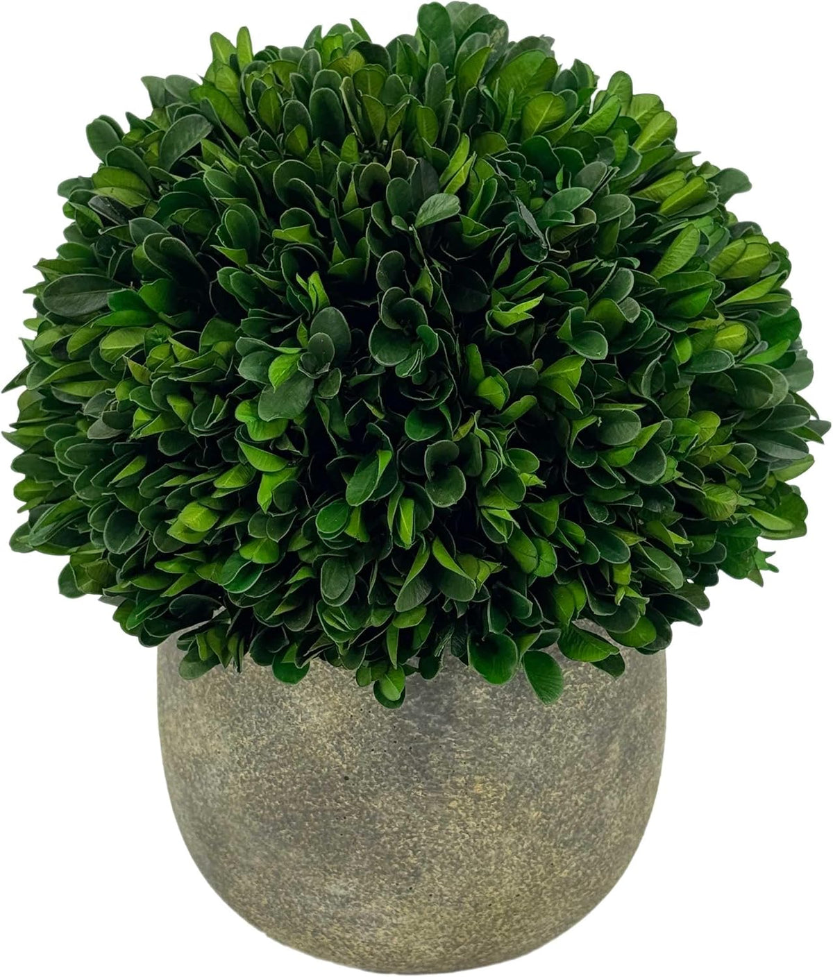 Galt International Preserved Natural Boxwood Ball in Grey Cement-Look Resin Pot Plant and Table Centerpiece Stunning Greenery and Plant Decor for Home - Grey & White Pot 9.5” Tall