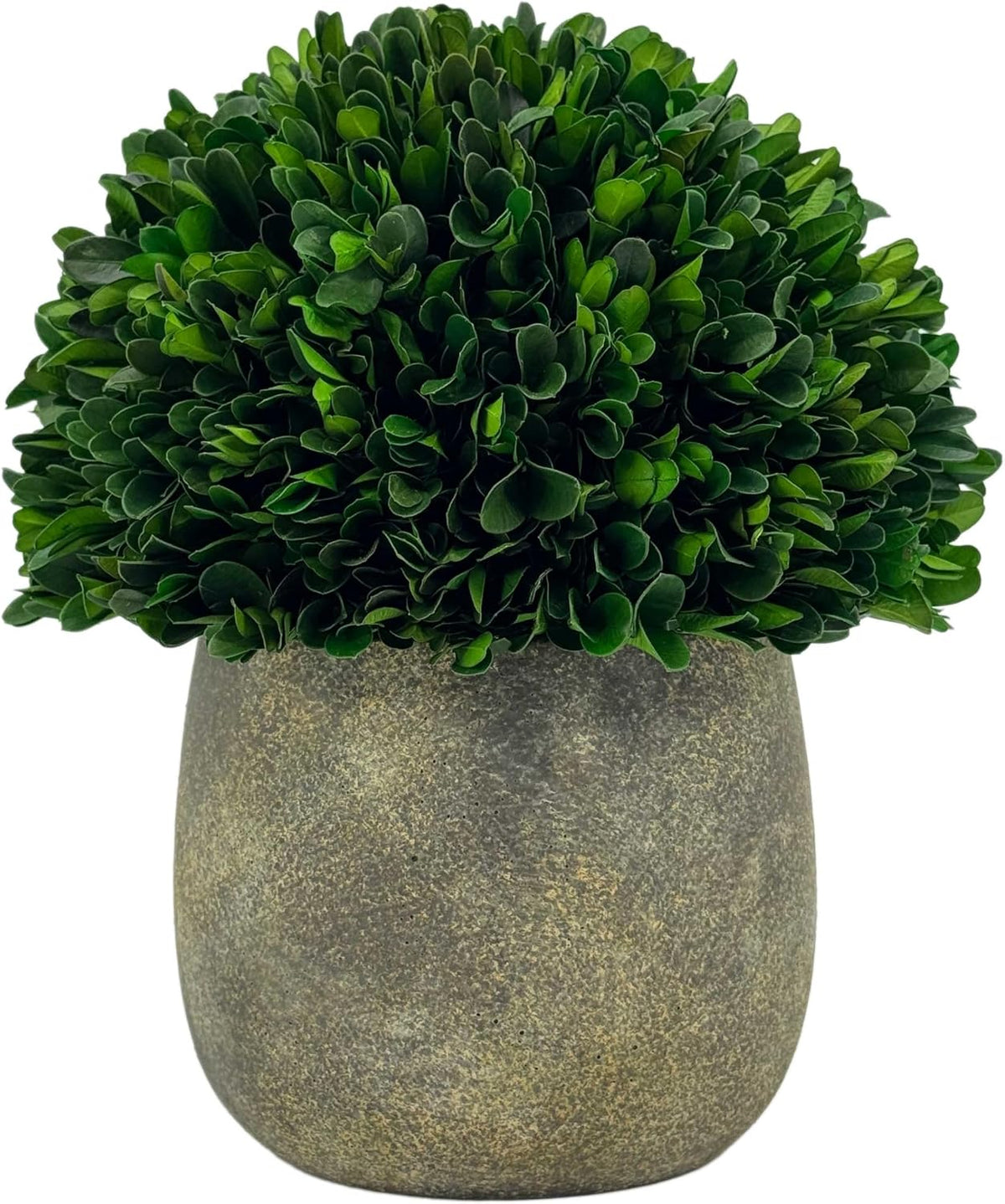 Galt International Preserved Natural Boxwood Ball in Grey Cement-Look Resin Pot Plant and Table Centerpiece Stunning Greenery and Plant Decor for Home - Grey & White Pot 9.5” Tall