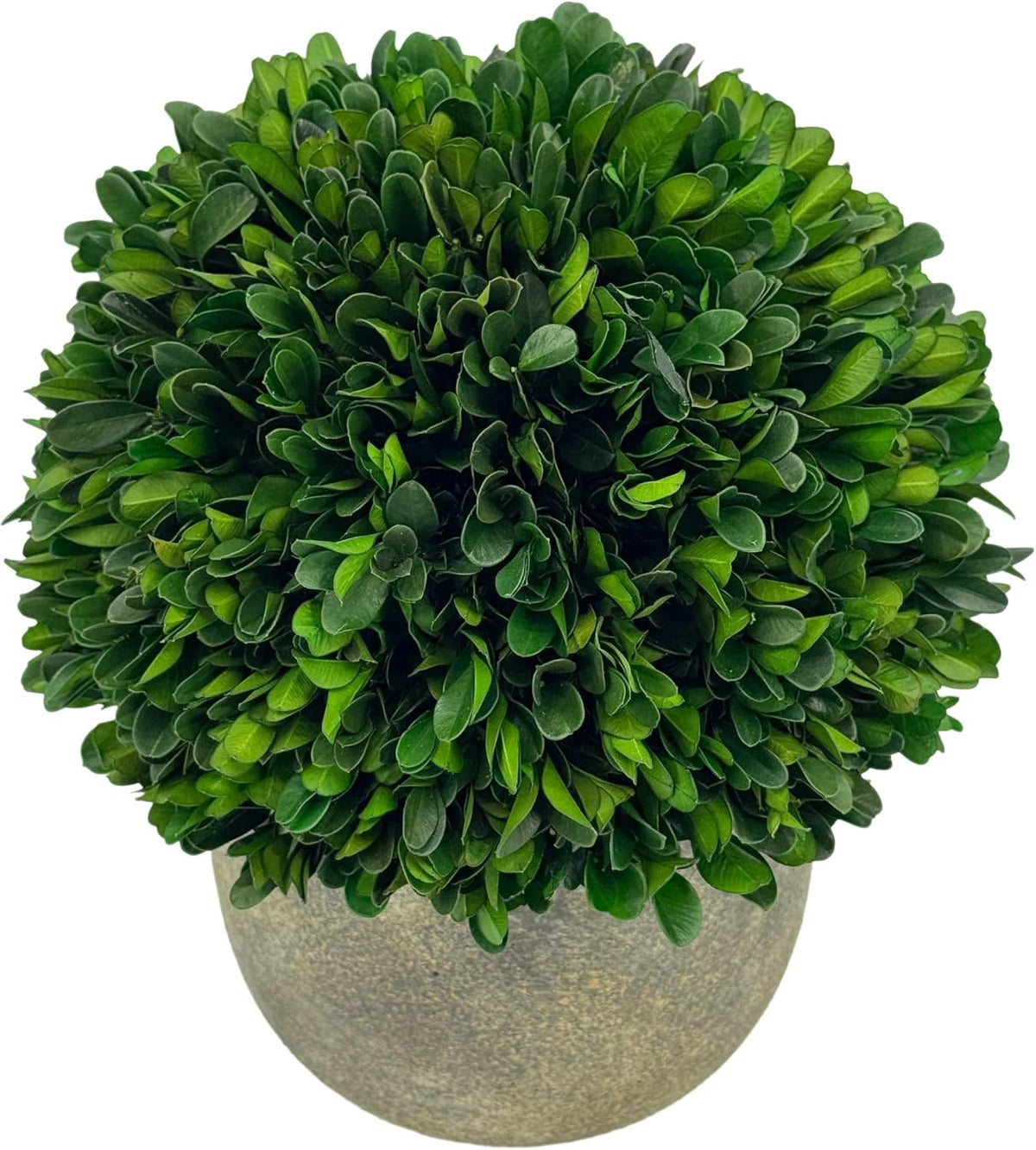 Galt International Preserved Natural Boxwood Ball in Grey Cement-Look Resin Pot Plant and Table Centerpiece Stunning Greenery and Plant Decor for Home - Grey & White Pot 9.5” Tall